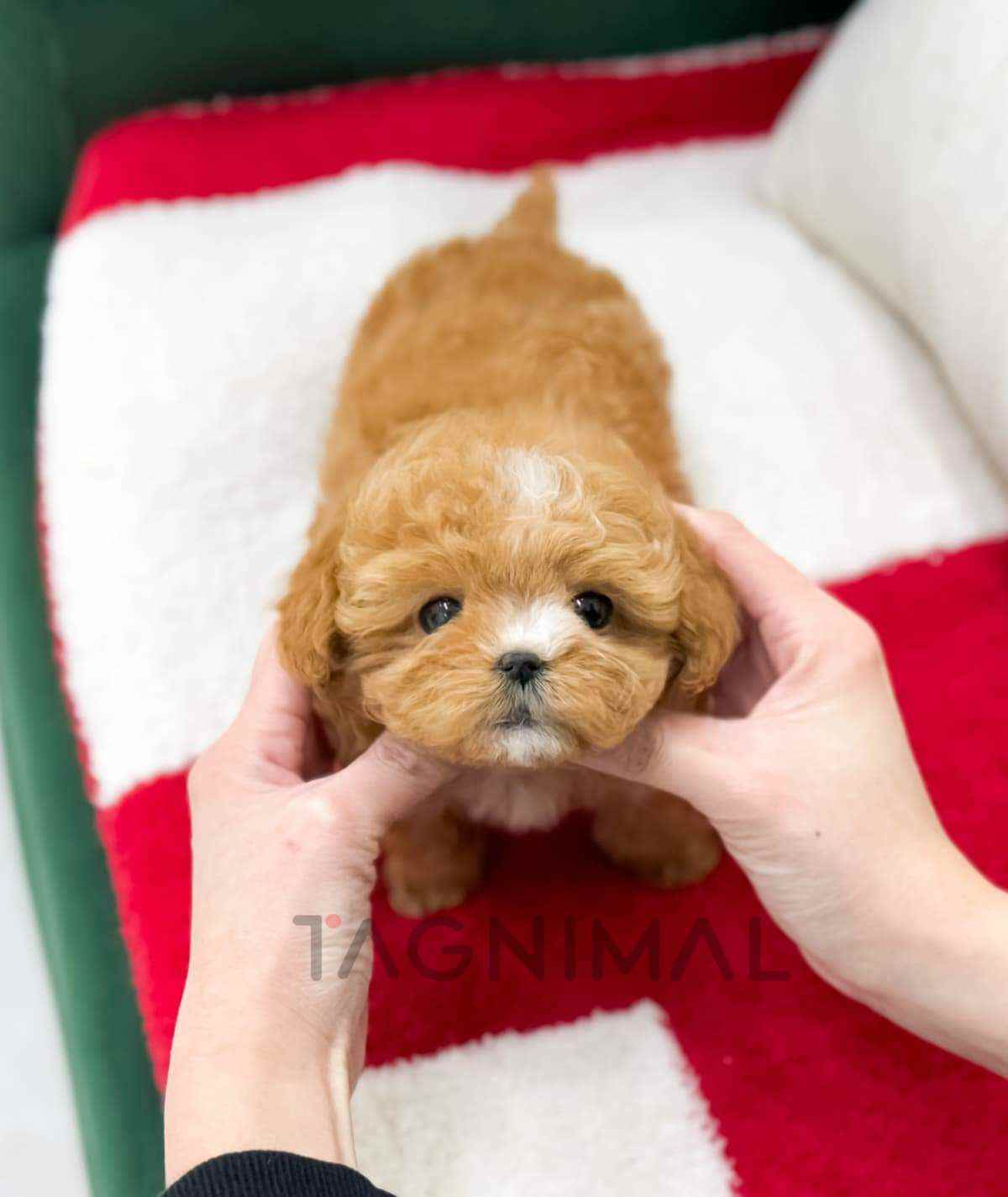 Maltipoo puppy for sale, dog for sale at Tagnimal