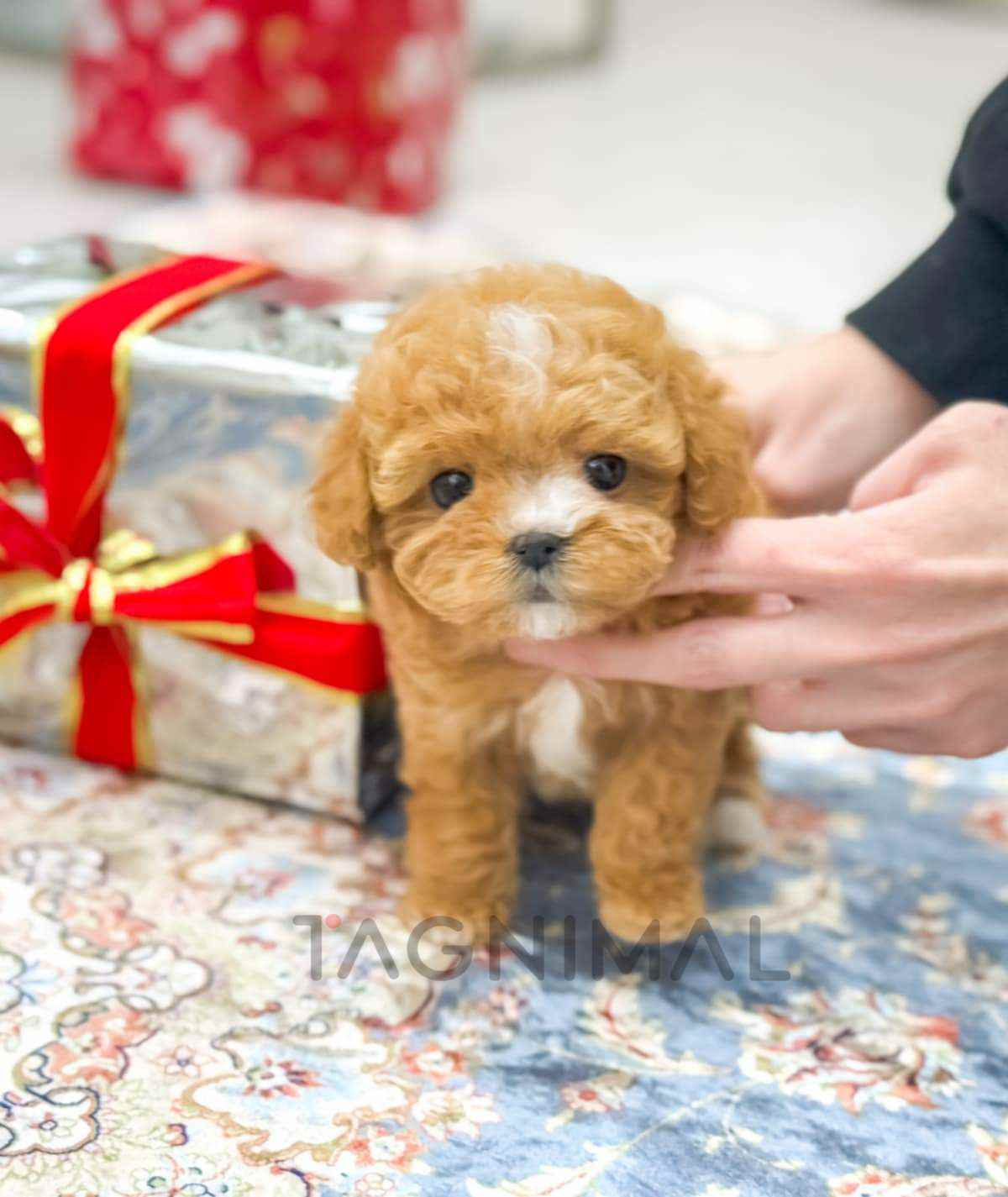Maltipoo puppy for sale, dog for sale at Tagnimal