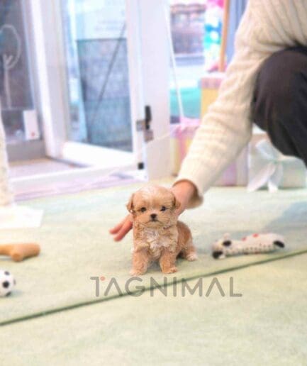 ขายลูกสุนัขมอลทิพู ซื้อสุนัข ซื้อหมา ได้ที่ Tagnimal