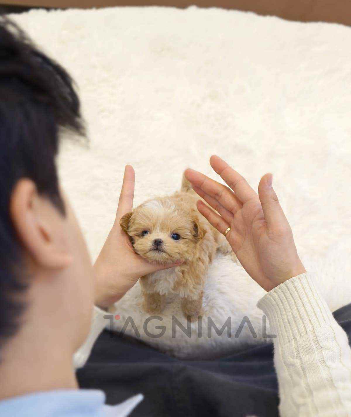 ขายลูกสุนัขมอลทิพู ซื้อสุนัข ซื้อหมา ได้ที่ Tagnimal