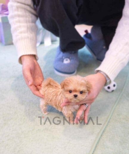 ขายลูกสุนัขมอลทิพู ซื้อสุนัข ซื้อหมา ได้ที่ Tagnimal