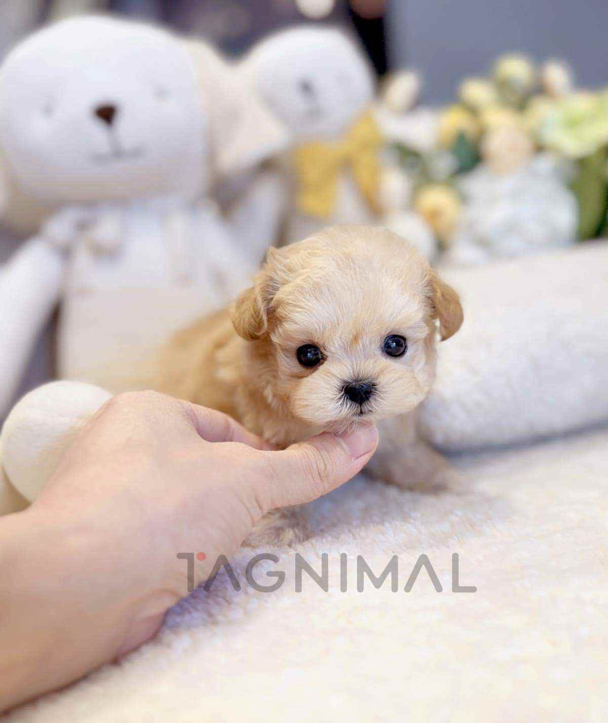 Maltipoo puppy for sale, dog for sale at Tagnimal