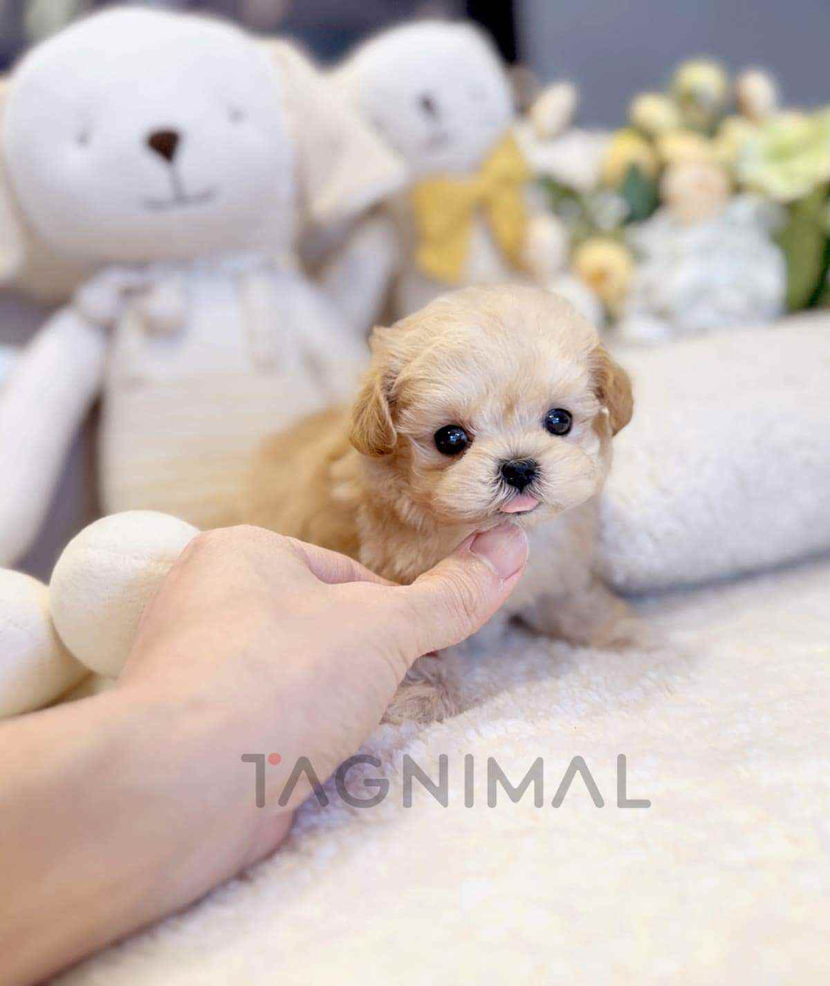Maltipoo puppy for sale, dog for sale at Tagnimal