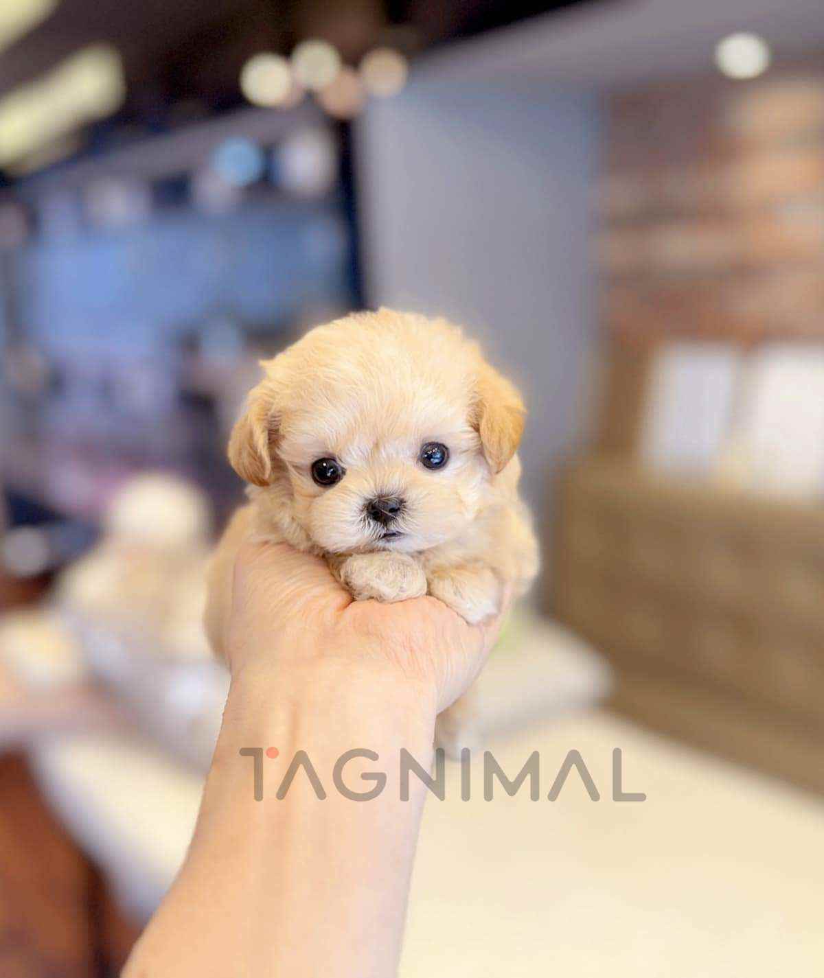 Maltipoo puppy for sale, dog for sale at Tagnimal