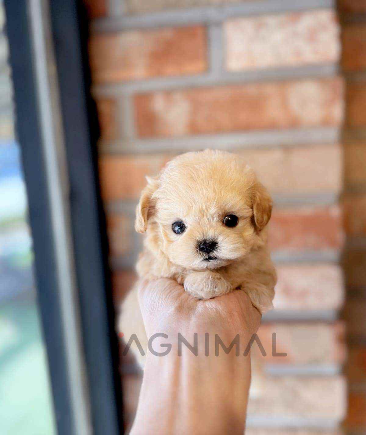 Maltipoo puppy for sale, dog for sale at Tagnimal