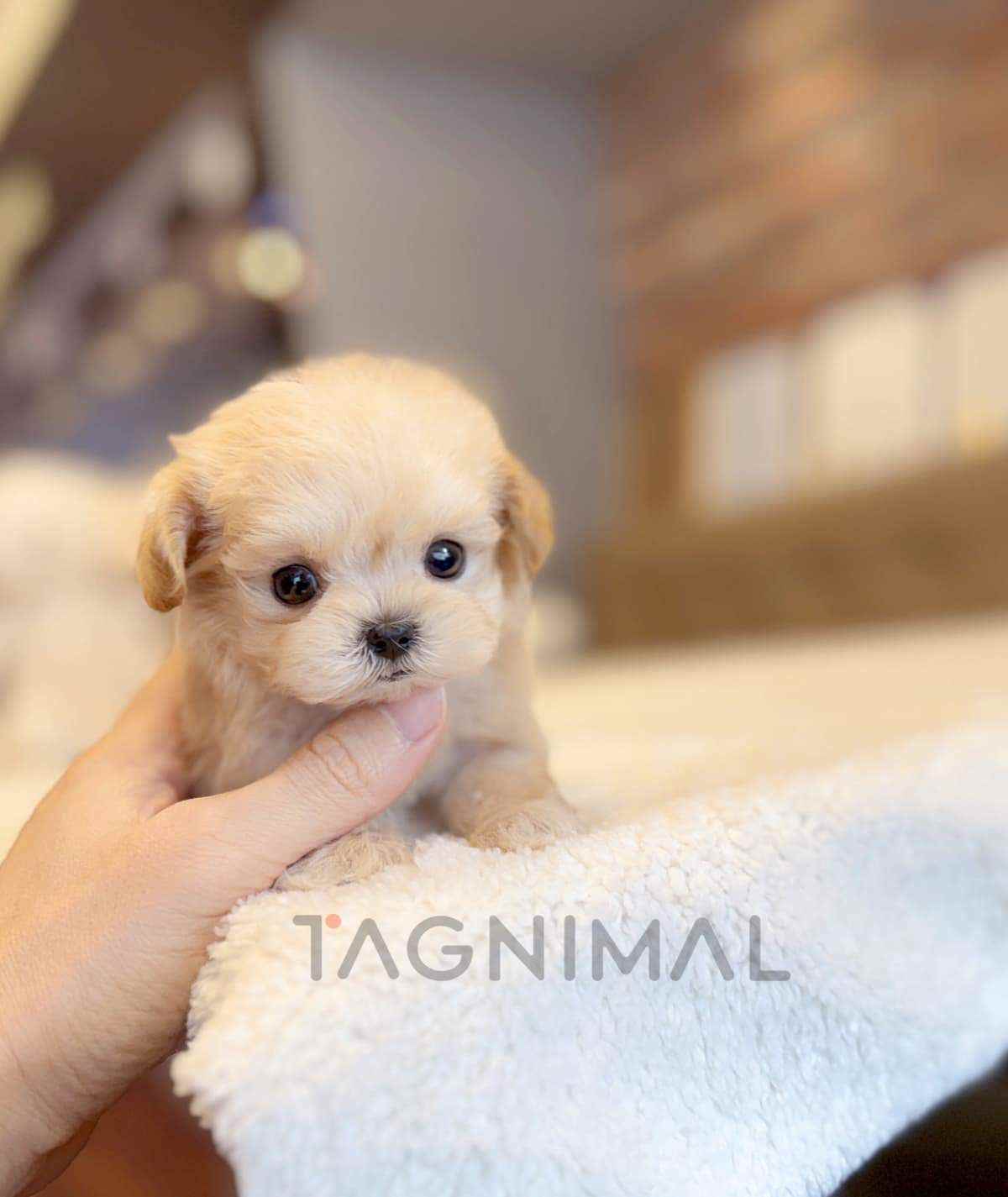Maltipoo puppy for sale, dog for sale at Tagnimal
