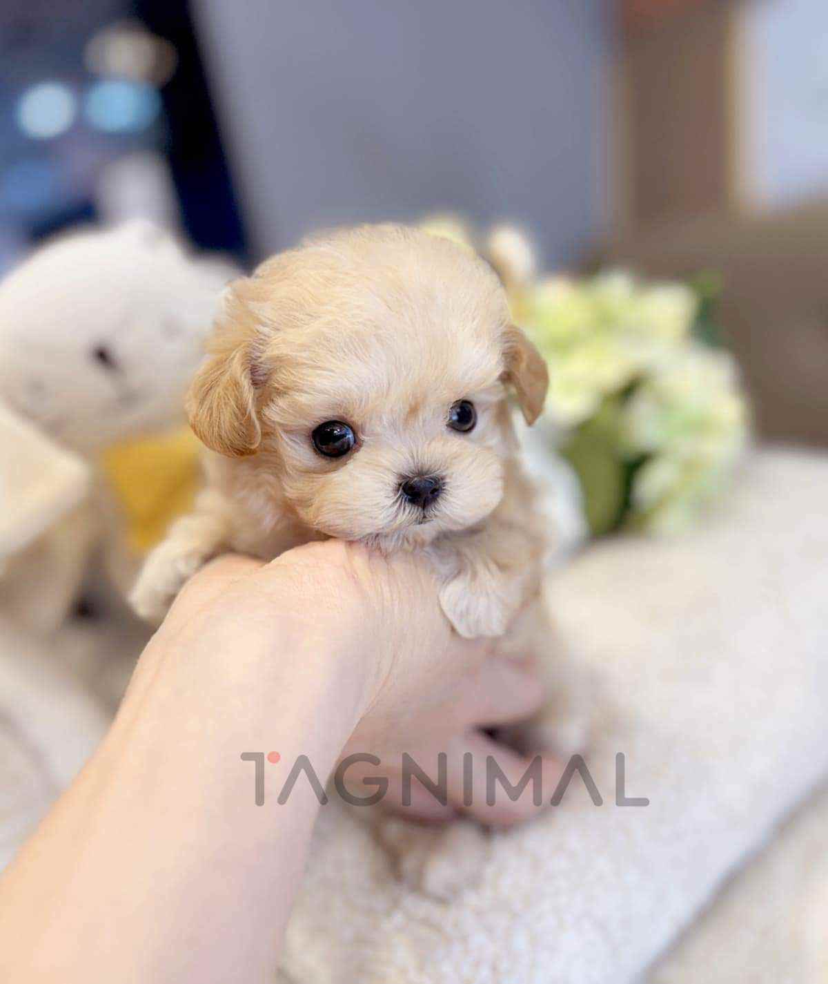 Maltipoo puppy for sale, dog for sale at Tagnimal