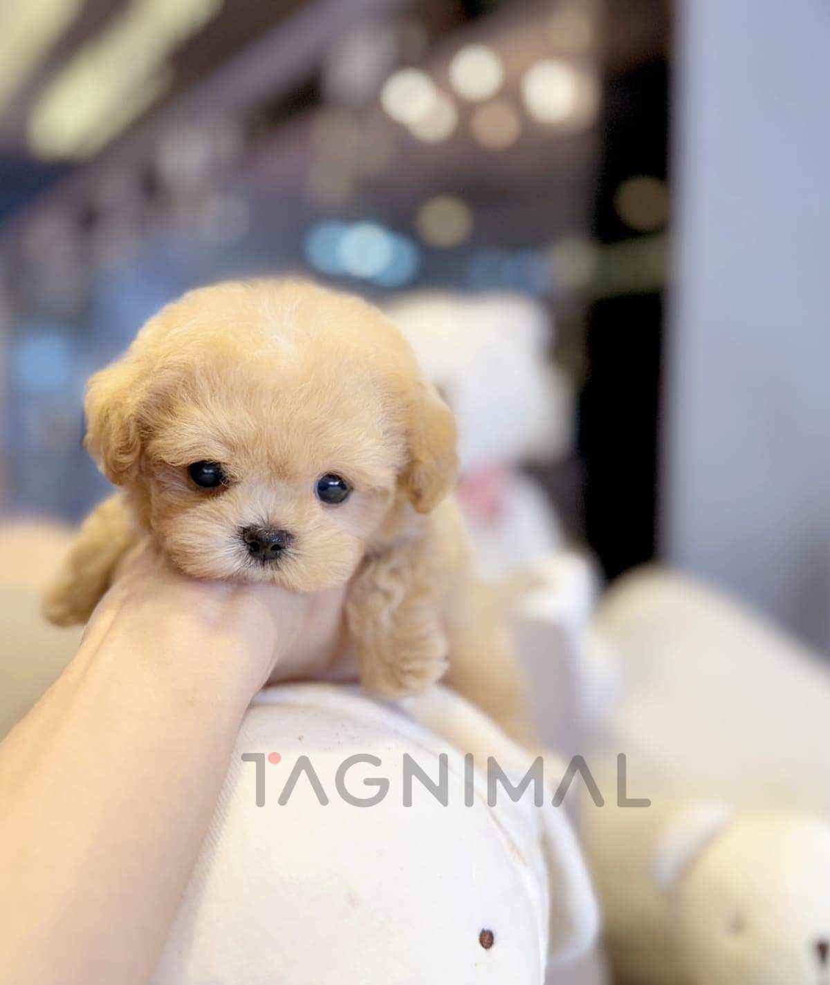 Maltipoo puppy for sale, dog for sale at Tagnimal