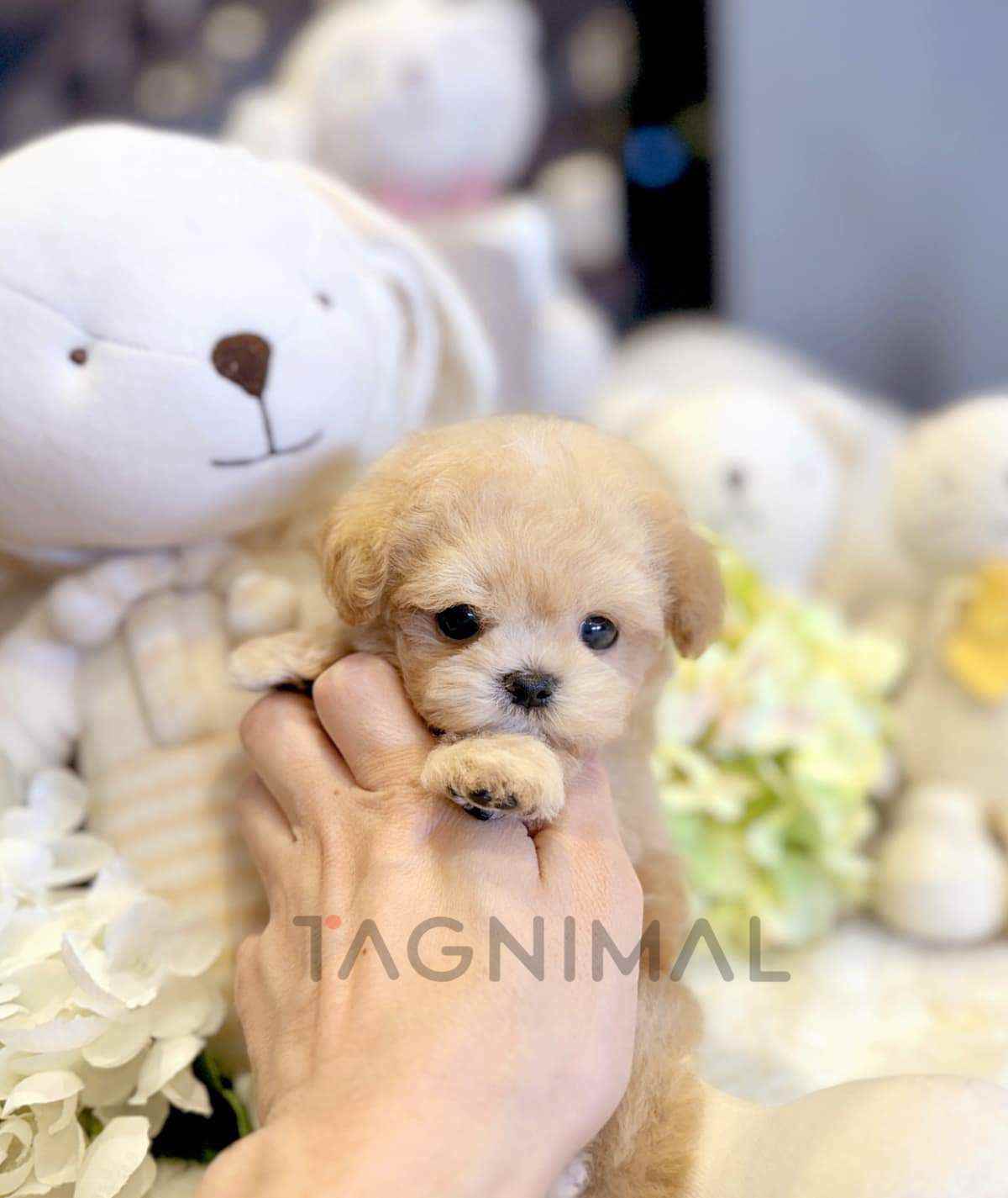 Maltipoo puppy for sale, dog for sale at Tagnimal