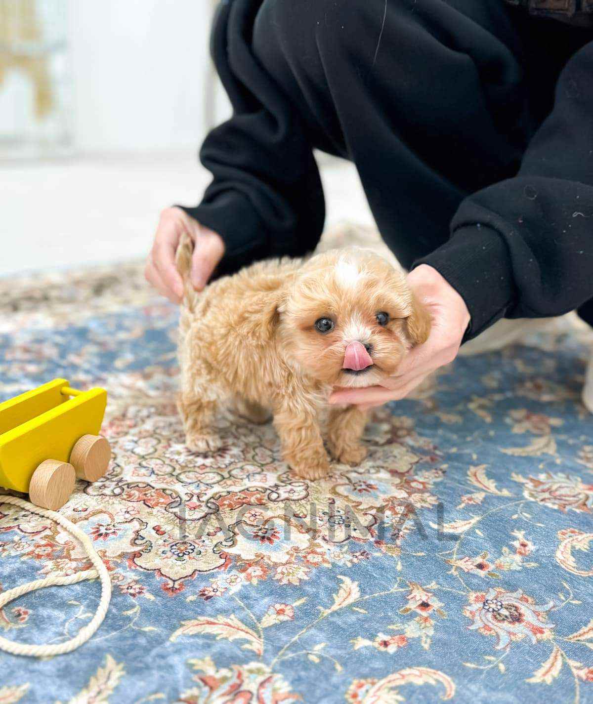 ขายลูกสุนัขมอลทิพู ซื้อสุนัข ซื้อหมา ได้ที่ Tagnimal