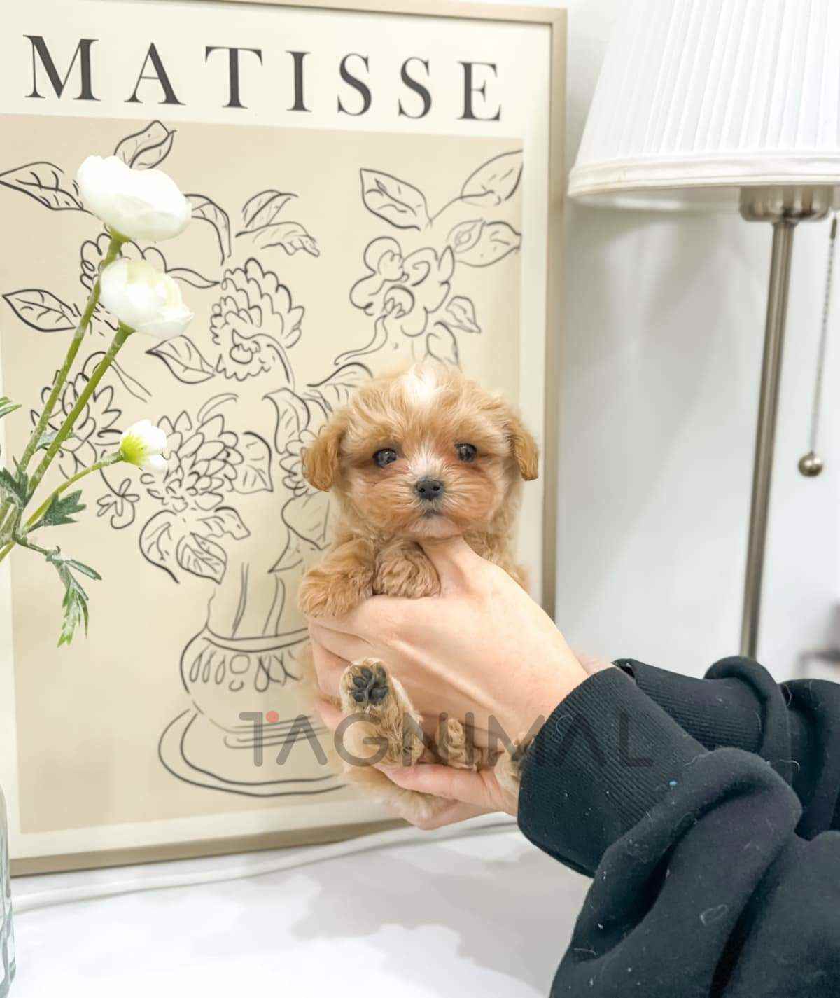 ขายลูกสุนัขมอลทิพู ซื้อสุนัข ซื้อหมา ได้ที่ Tagnimal