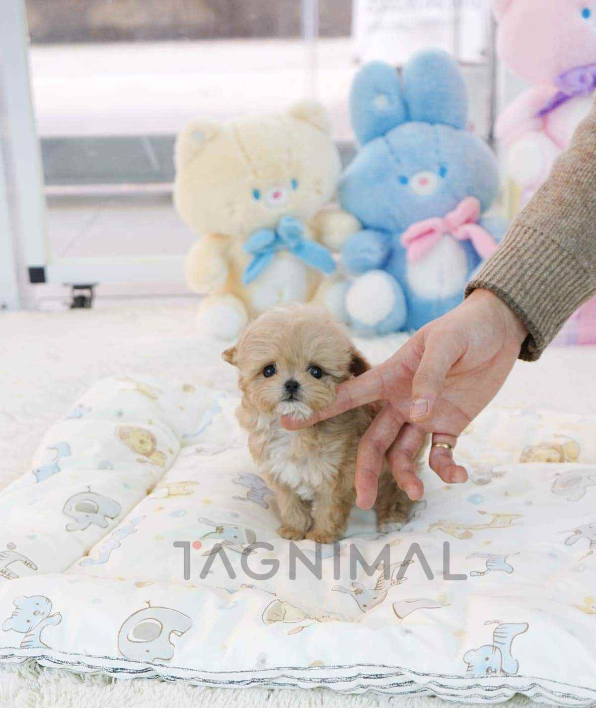 ขายลูกสุนัขมอลทิพู ซื้อสุนัข ซื้อหมา ได้ที่ Tagnimal