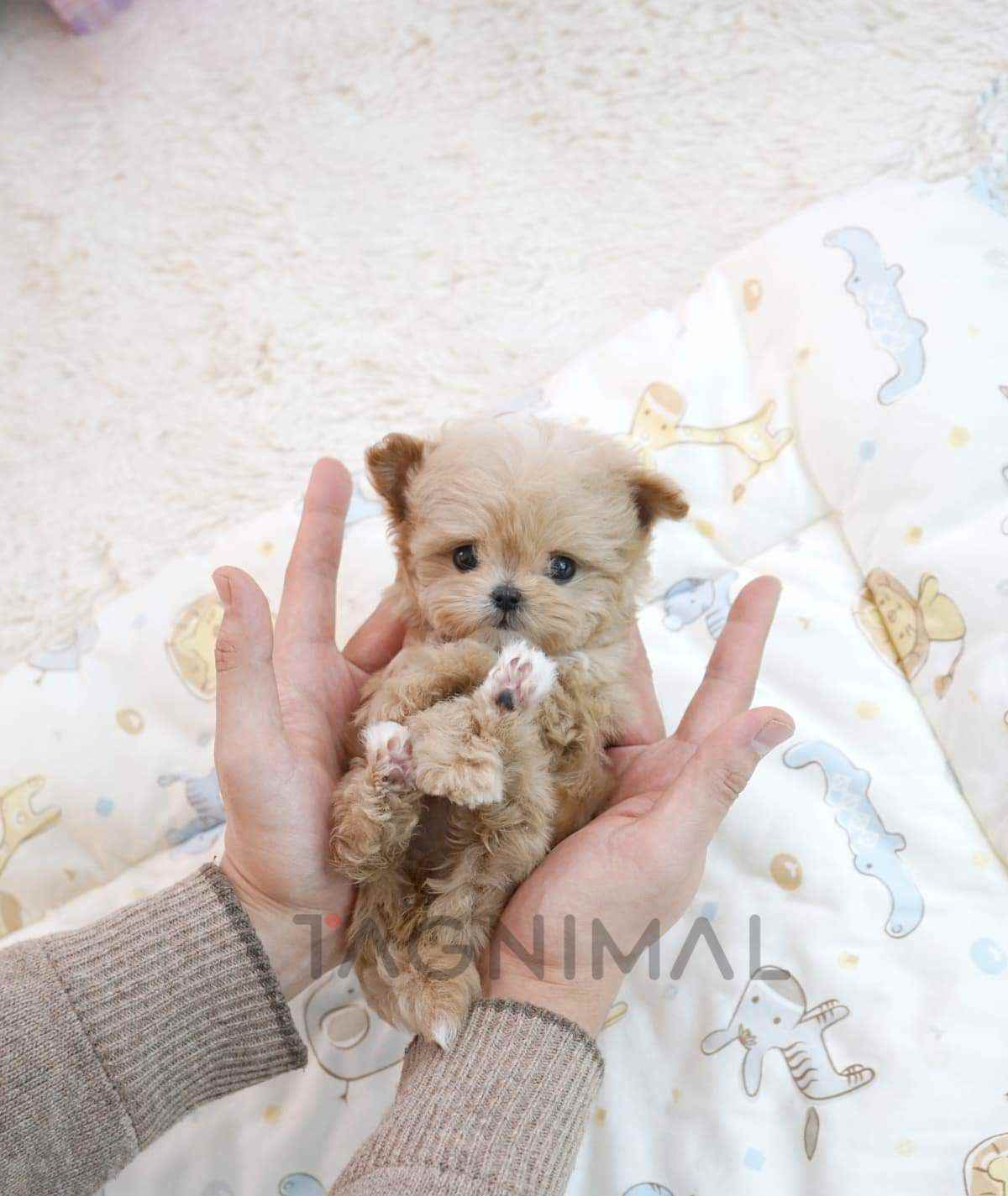 ขายลูกสุนัขมอลทิพู ซื้อสุนัข ซื้อหมา ได้ที่ Tagnimal