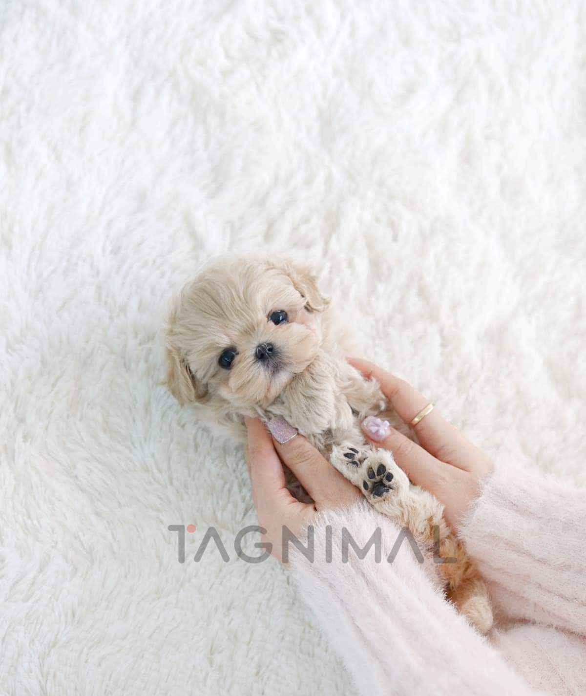 Maltipoo puppy for sale, dog for sale at Tagnimal