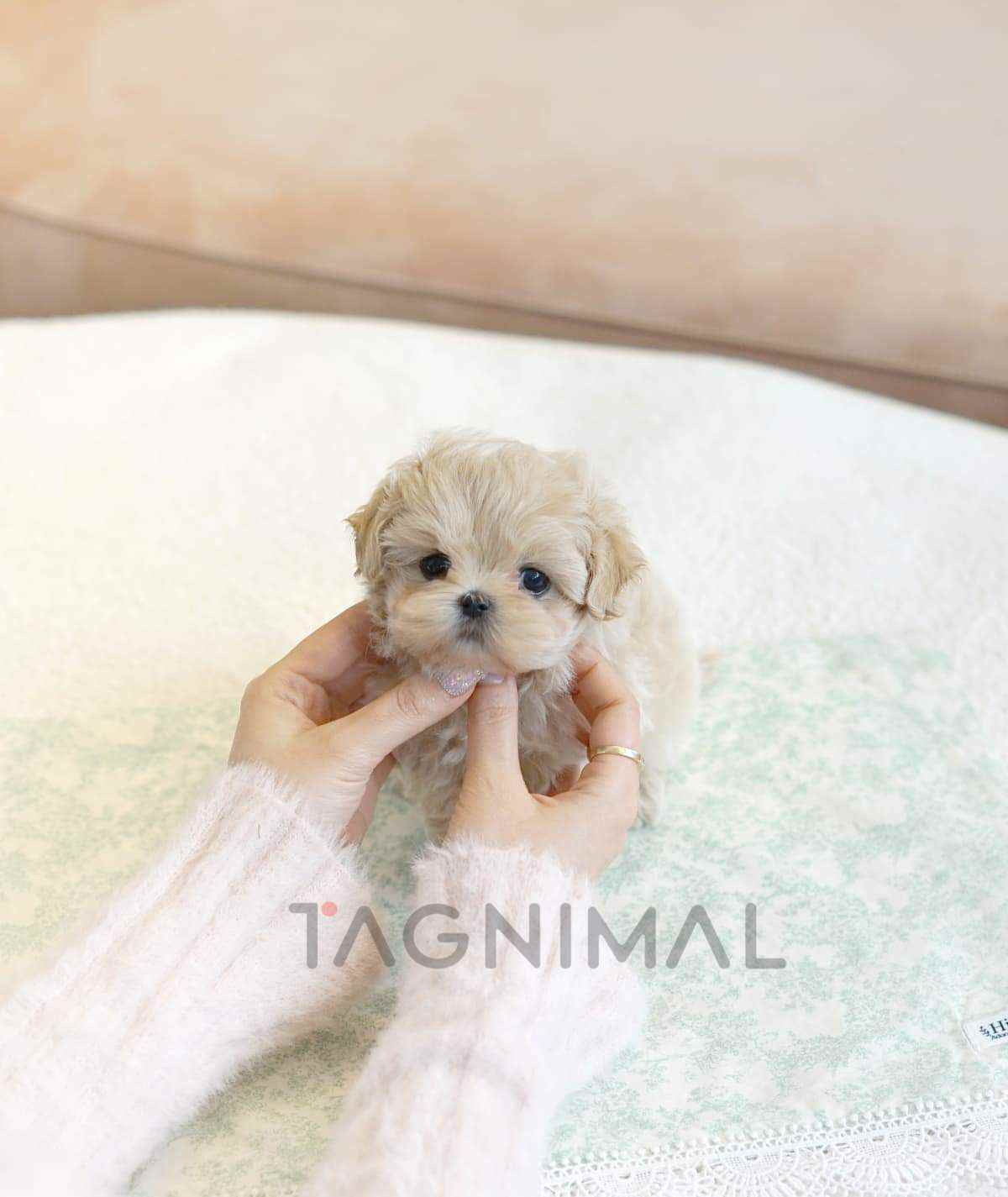 Maltipoo puppy for sale, dog for sale at Tagnimal
