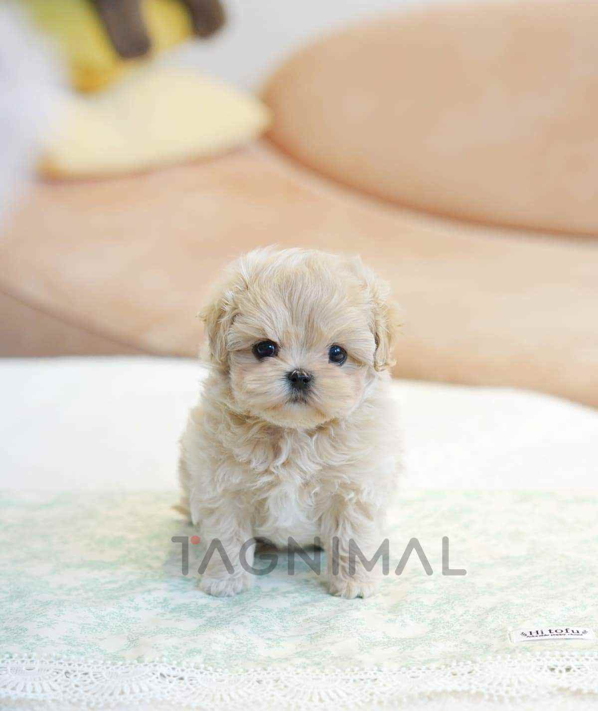 Maltipoo puppy for sale, dog for sale at Tagnimal