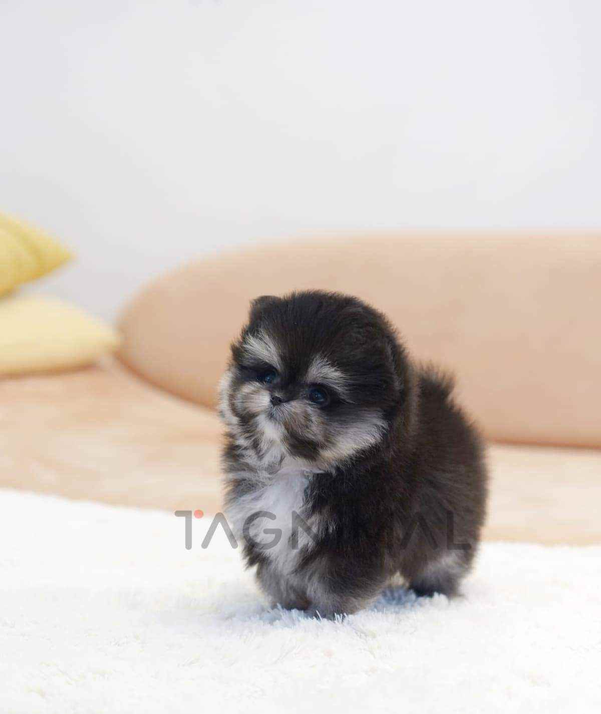 Maltipom puppy for sale, dog for sale at Tagnimal