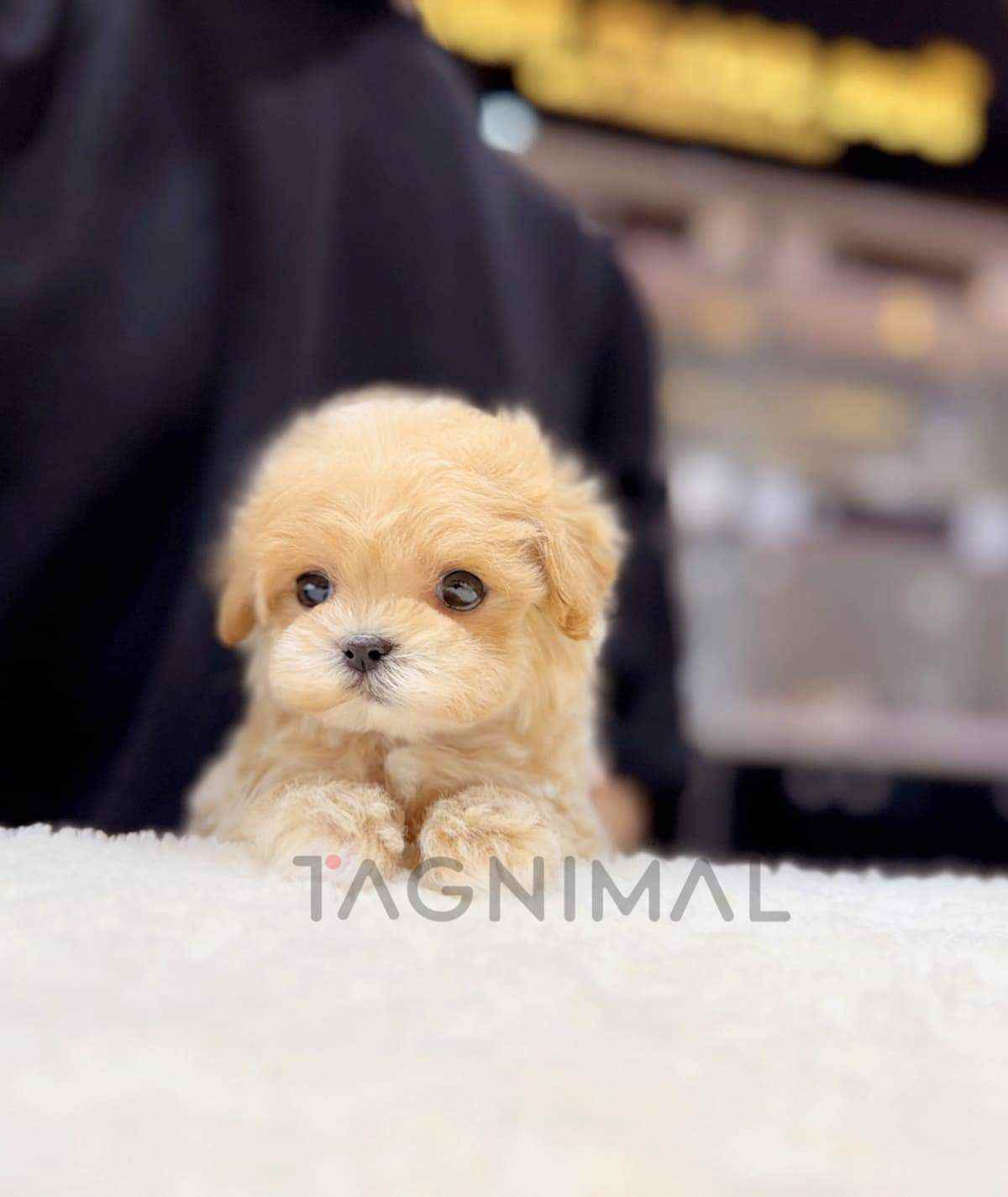 ขายลูกสุนัขมอลทิพู ซื้อสุนัข ซื้อหมา ได้ที่ Tagnimal