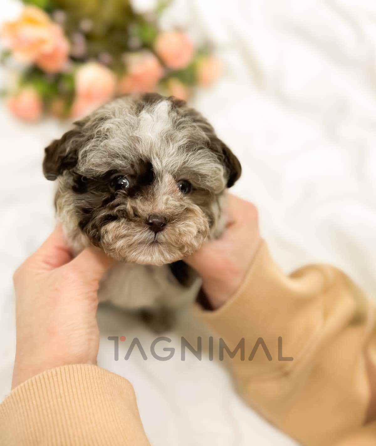 ขายลูกสุนัขมอลทิพู ซื้อสุนัข ซื้อหมา ได้ที่ Tagnimal