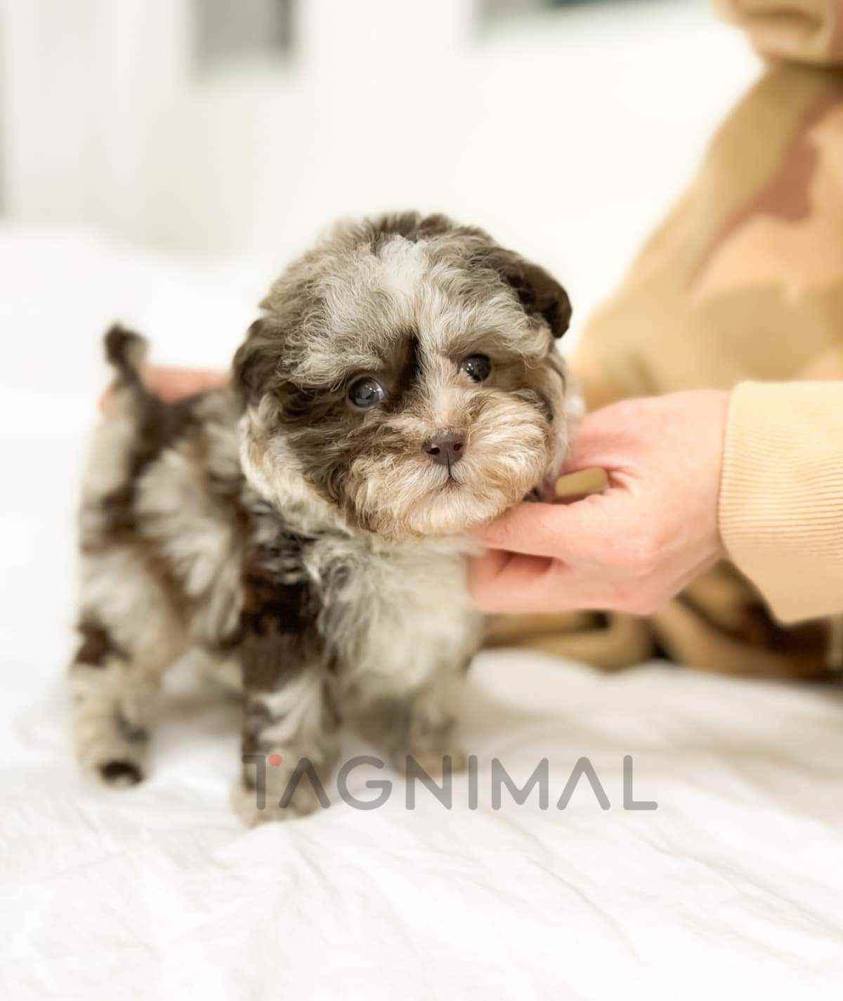 ขายลูกสุนัขมอลทิพู ซื้อสุนัข ซื้อหมา ได้ที่ Tagnimal