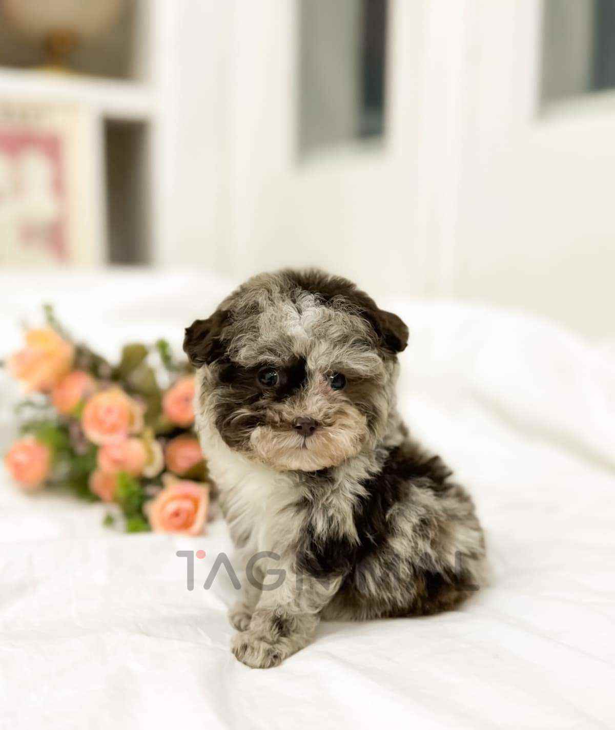 ขายลูกสุนัขมอลทิพู ซื้อสุนัข ซื้อหมา ได้ที่ Tagnimal