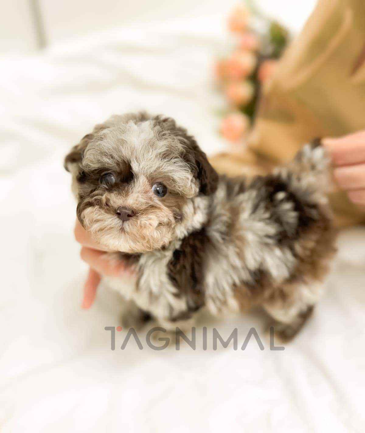 ขายลูกสุนัขมอลทิพู ซื้อสุนัข ซื้อหมา ได้ที่ Tagnimal