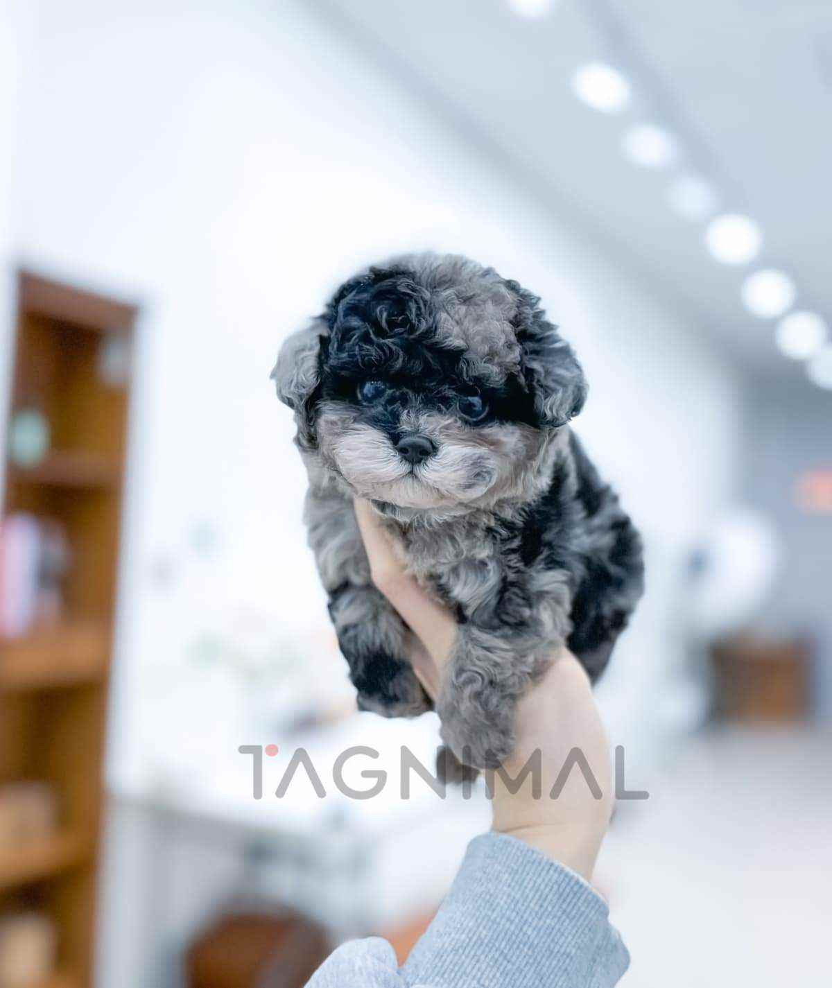 Maltipoo puppy for sale, dog for sale at Tagnimal