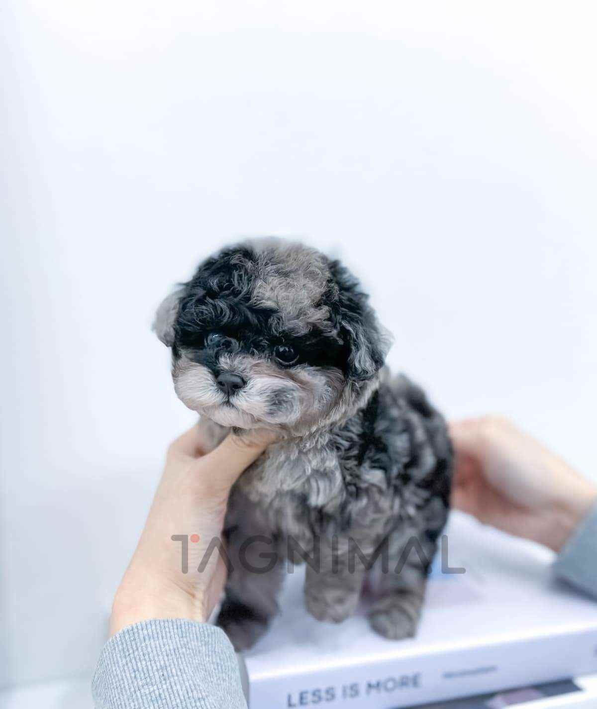 Maltipoo puppy for sale, dog for sale at Tagnimal