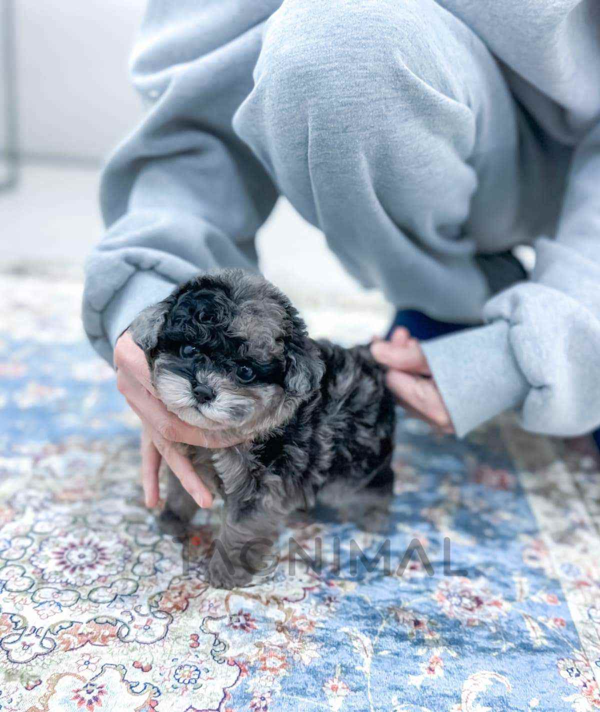 Maltipoo puppy for sale, dog for sale at Tagnimal