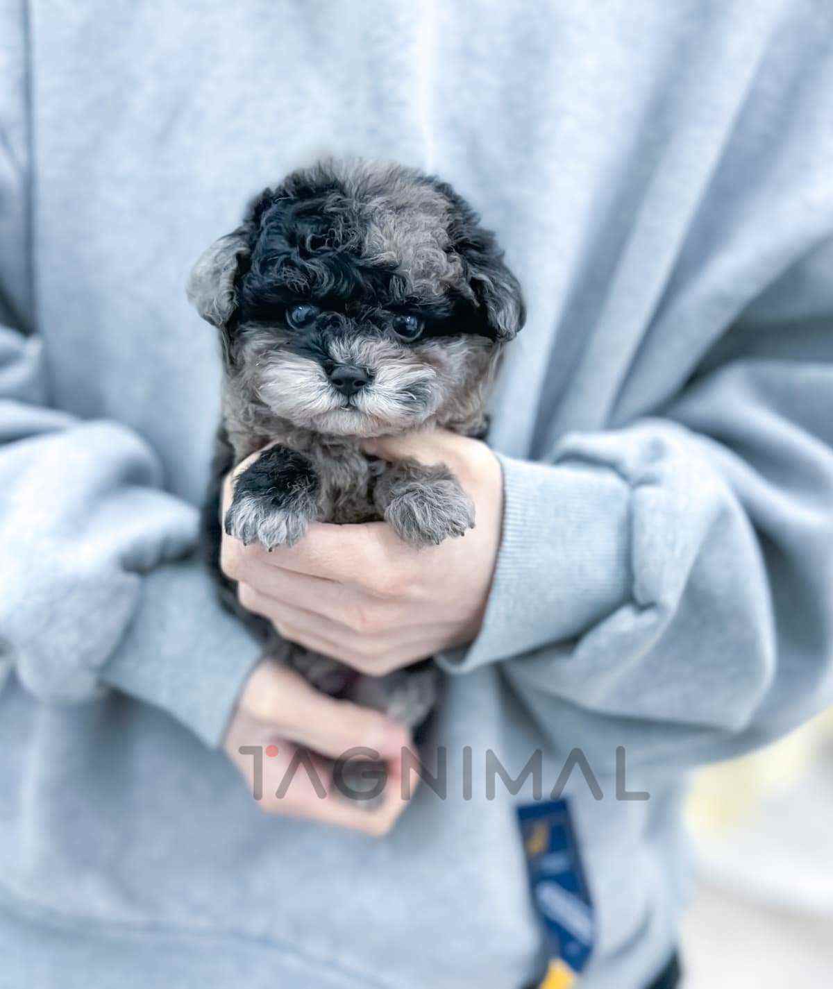 Maltipoo puppy for sale, dog for sale at Tagnimal
