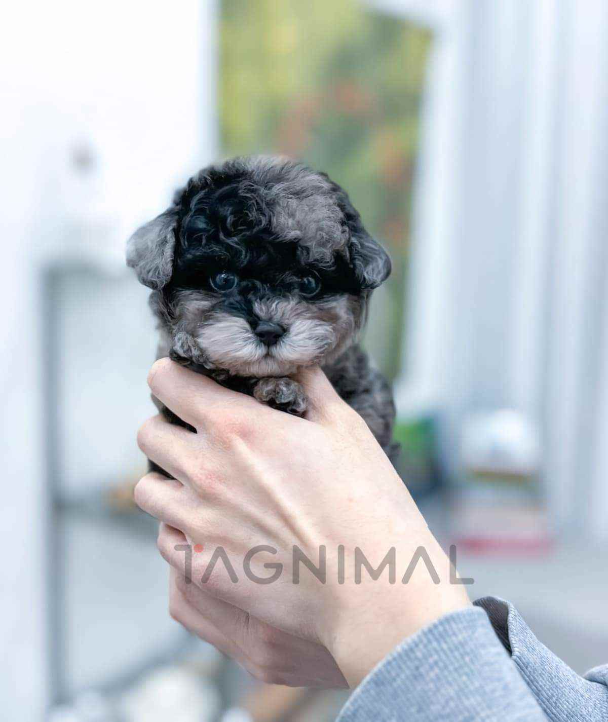 Maltipoo puppy for sale, dog for sale at Tagnimal