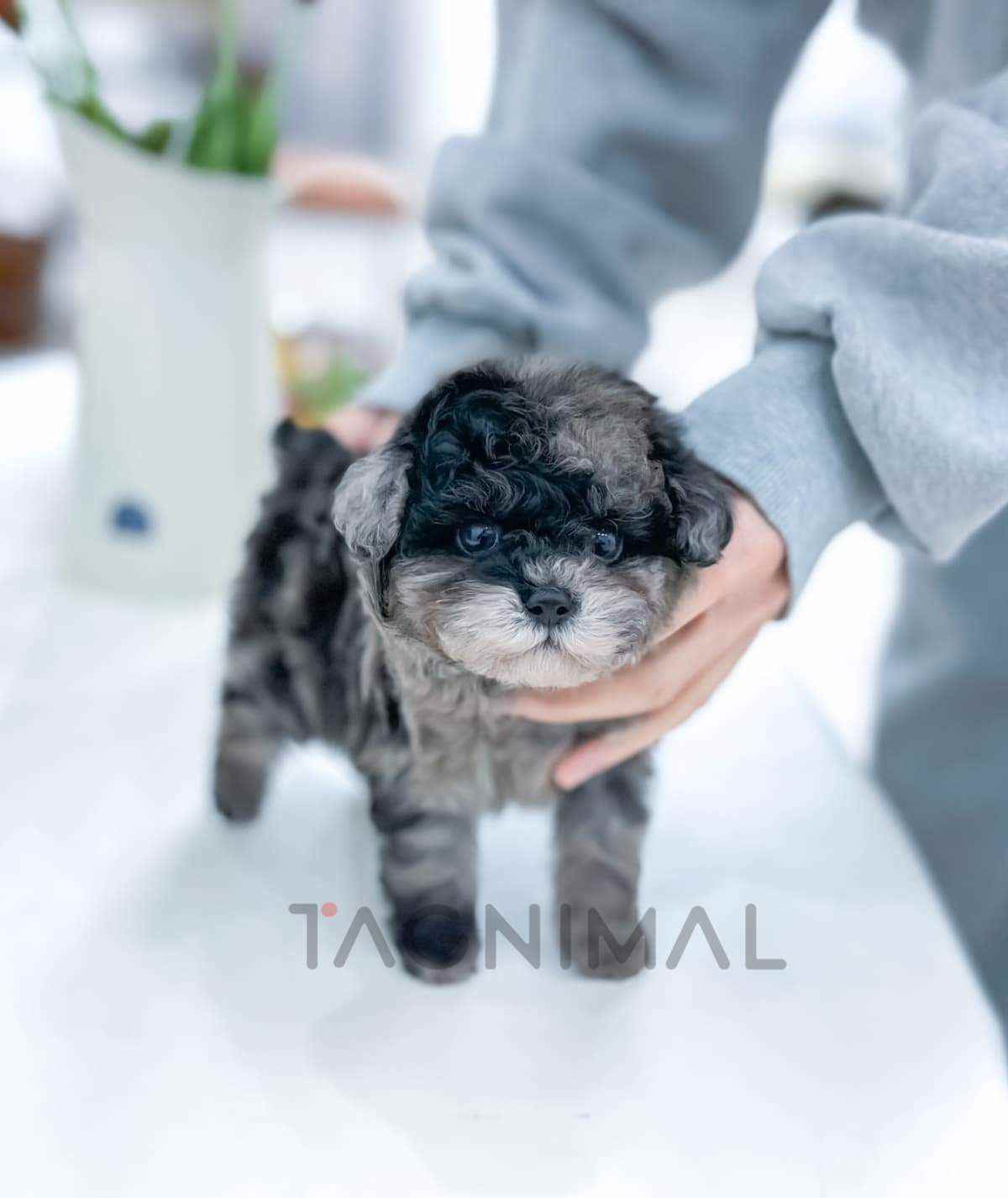 Maltipoo puppy for sale, dog for sale at Tagnimal