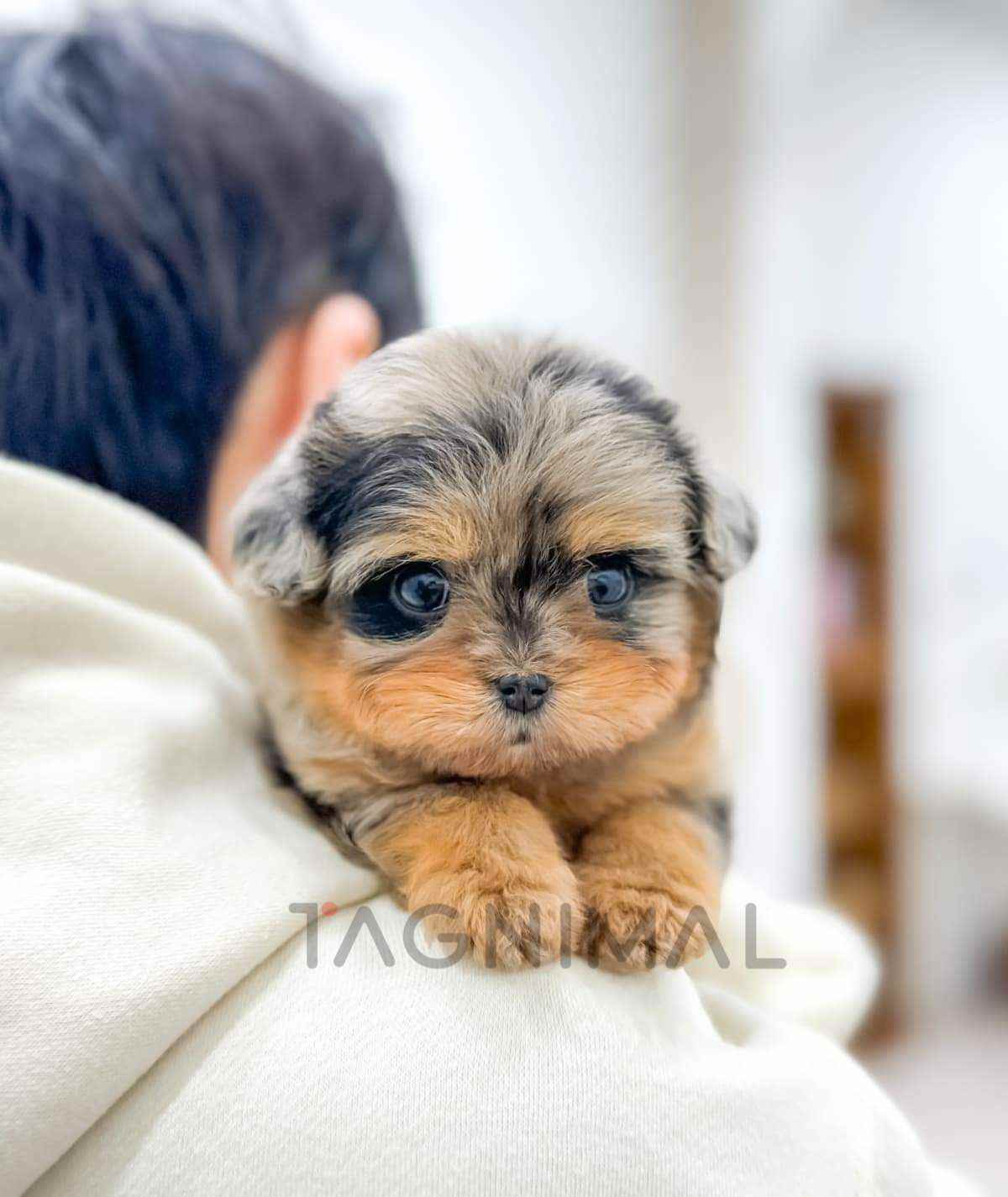 Maltipoo puppy for sale, dog for sale at Tagnimal