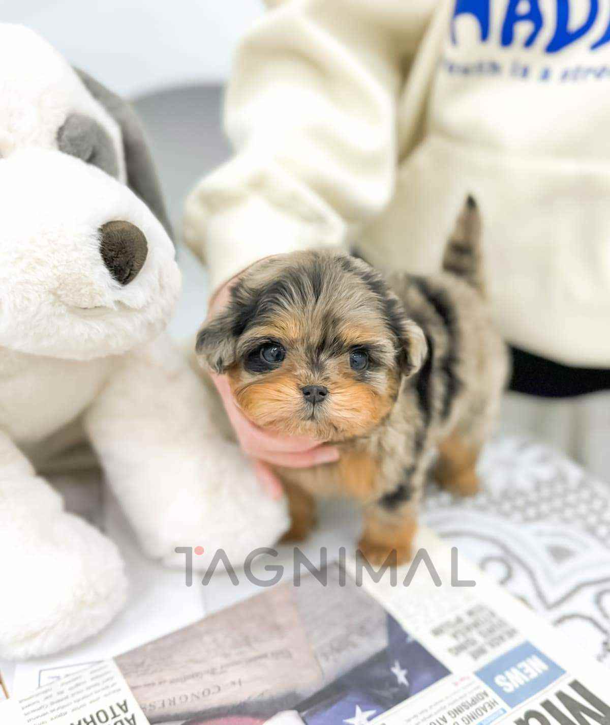 Maltipoo puppy for sale, dog for sale at Tagnimal