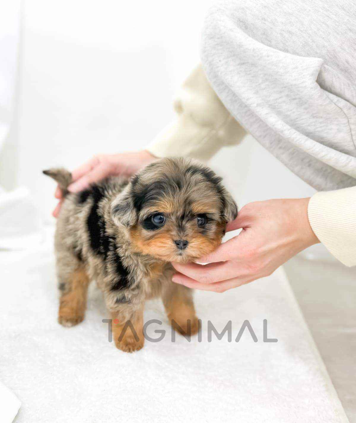 Maltipoo puppy for sale, dog for sale at Tagnimal