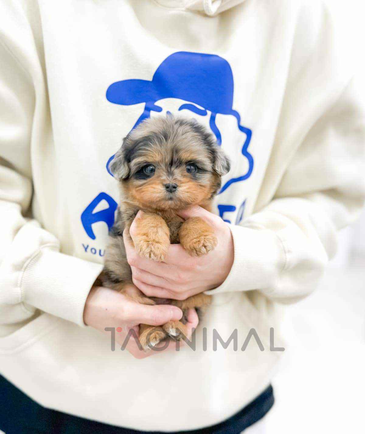 Maltipoo puppy for sale, dog for sale at Tagnimal