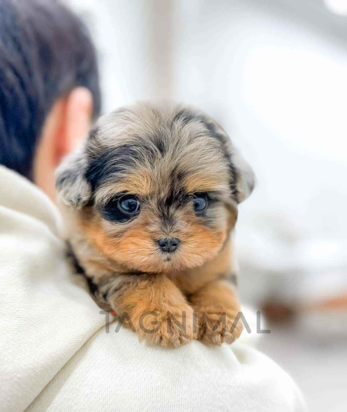 Maltipoo puppy for sale, dog for sale at Tagnimal