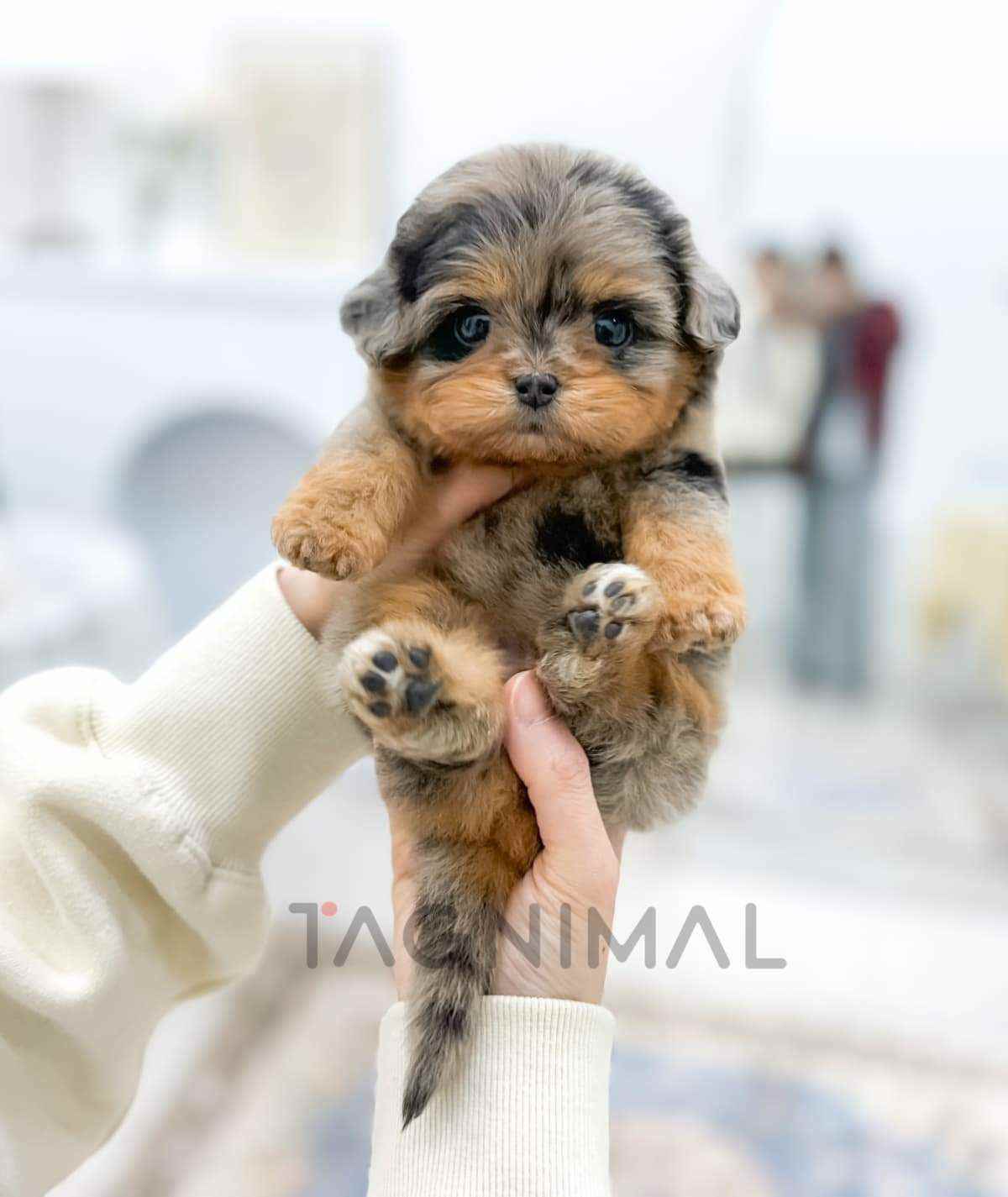 Maltipoo puppy for sale, dog for sale at Tagnimal