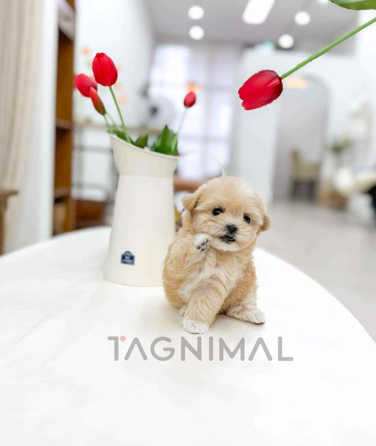 ขายลูกสุนัขมอลทิพู ซื้อสุนัข ซื้อหมา ได้ที่ Tagnimal