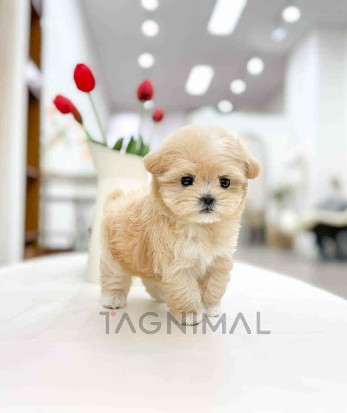 ขายลูกสุนัขมอลทิพู ซื้อสุนัข ซื้อหมา ได้ที่ Tagnimal