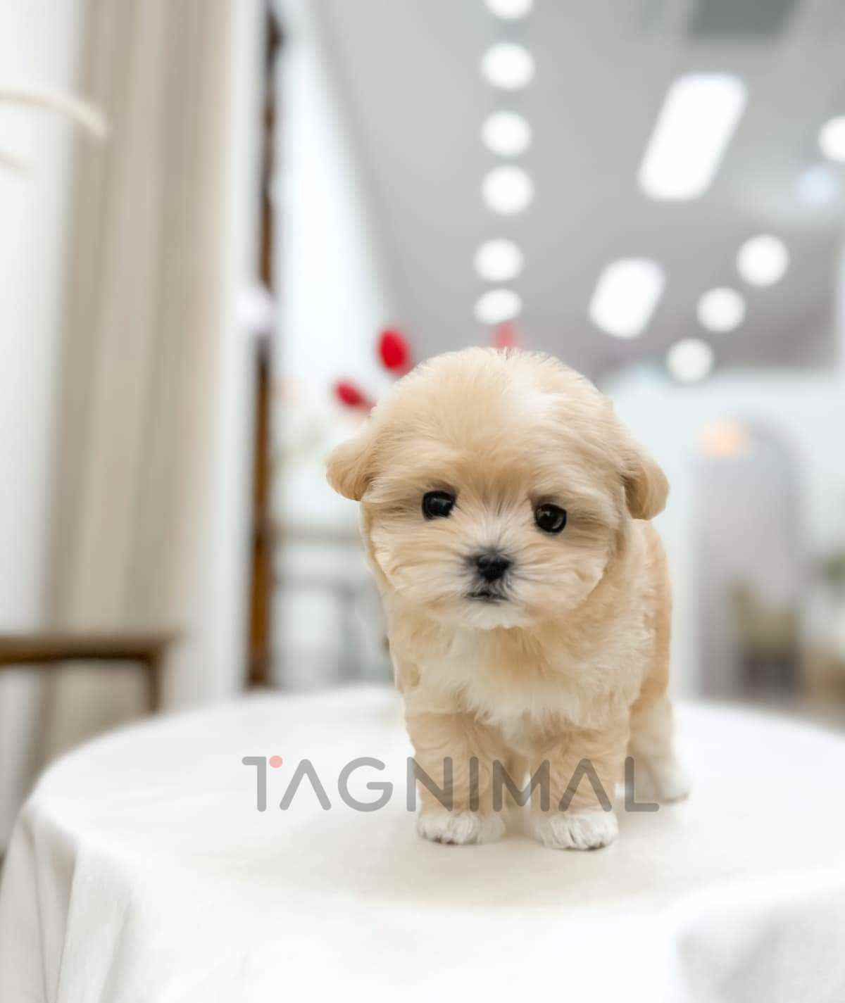 ขายลูกสุนัขมอลทิพู ซื้อสุนัข ซื้อหมา ได้ที่ Tagnimal