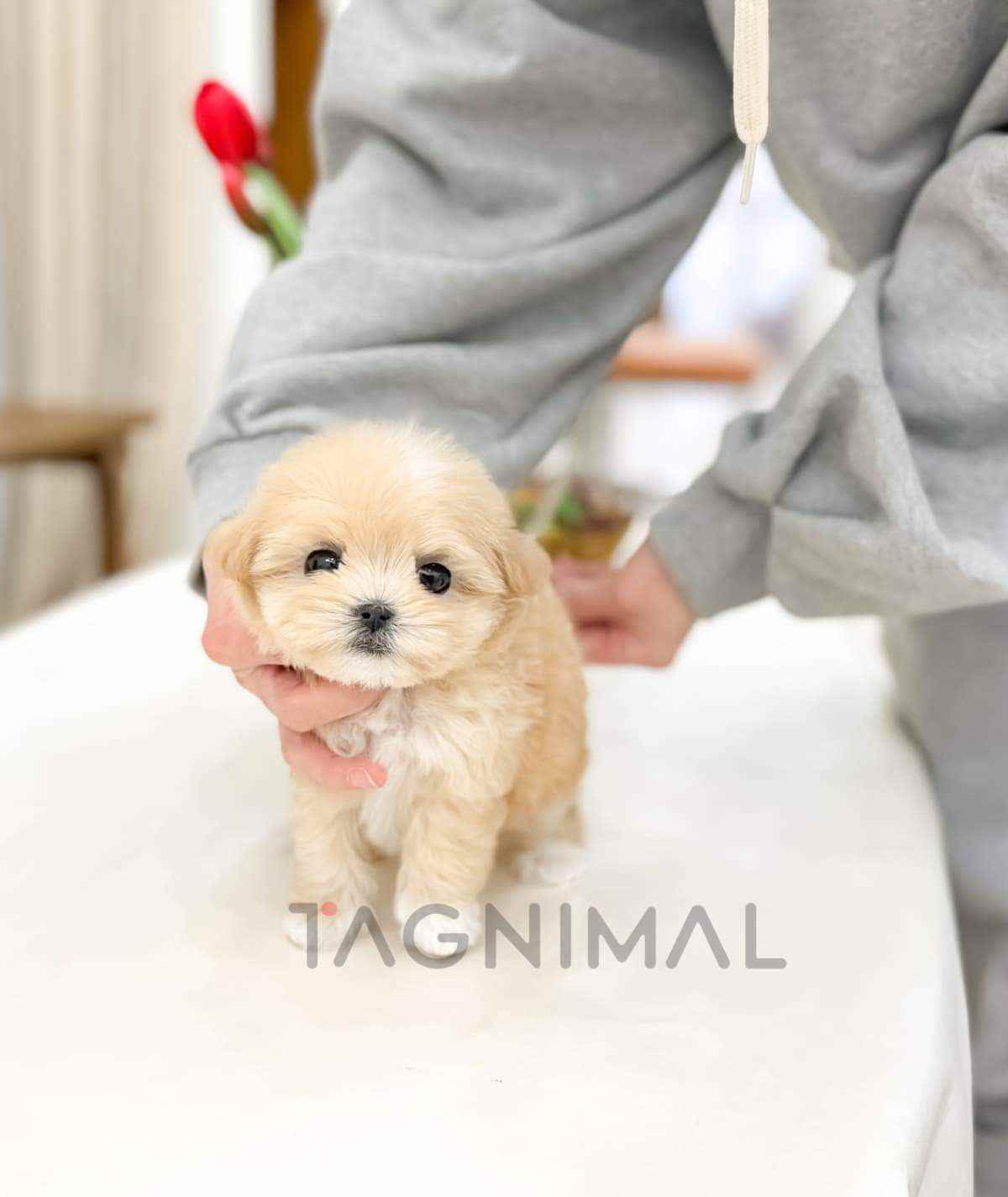 ขายลูกสุนัขมอลทิพู ซื้อสุนัข ซื้อหมา ได้ที่ Tagnimal