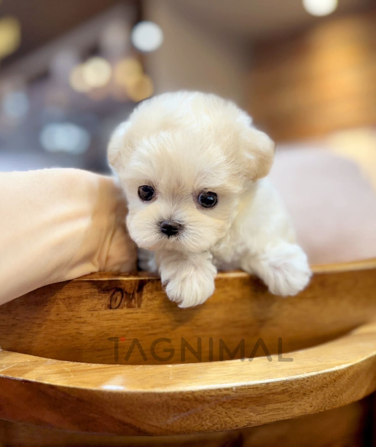 Maltipoo puppy for sale, dog for sale at Tagnimal