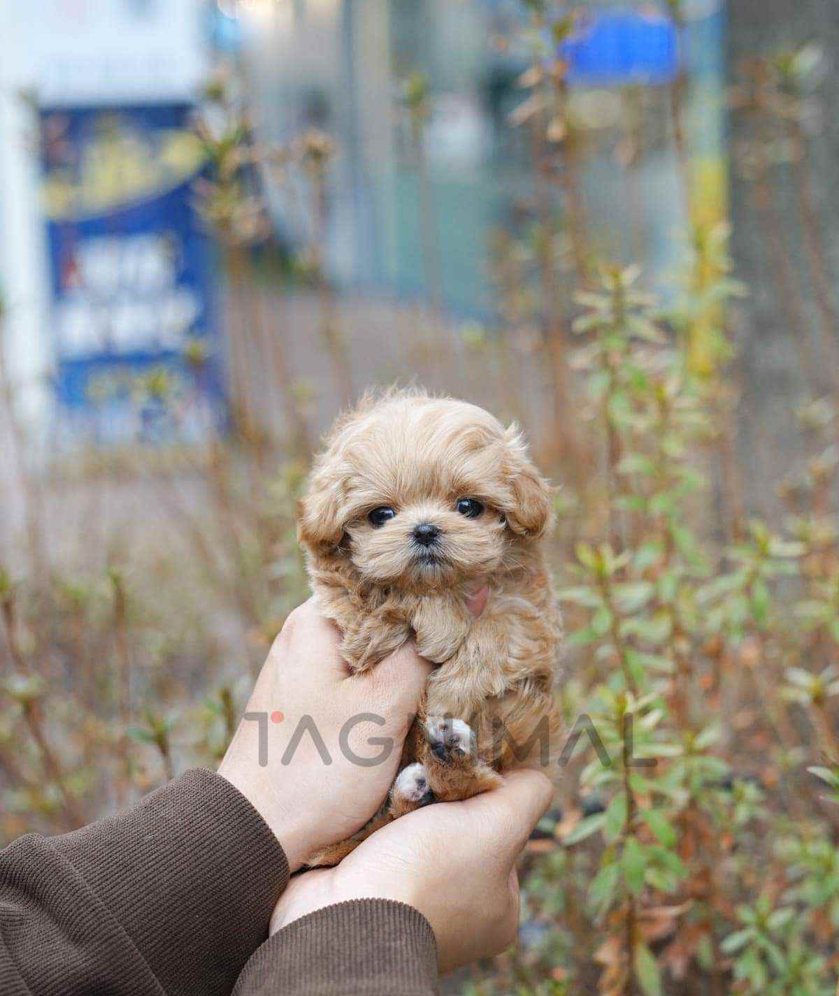 Maltipoo puppy for sale, dog for sale at Tagnimal