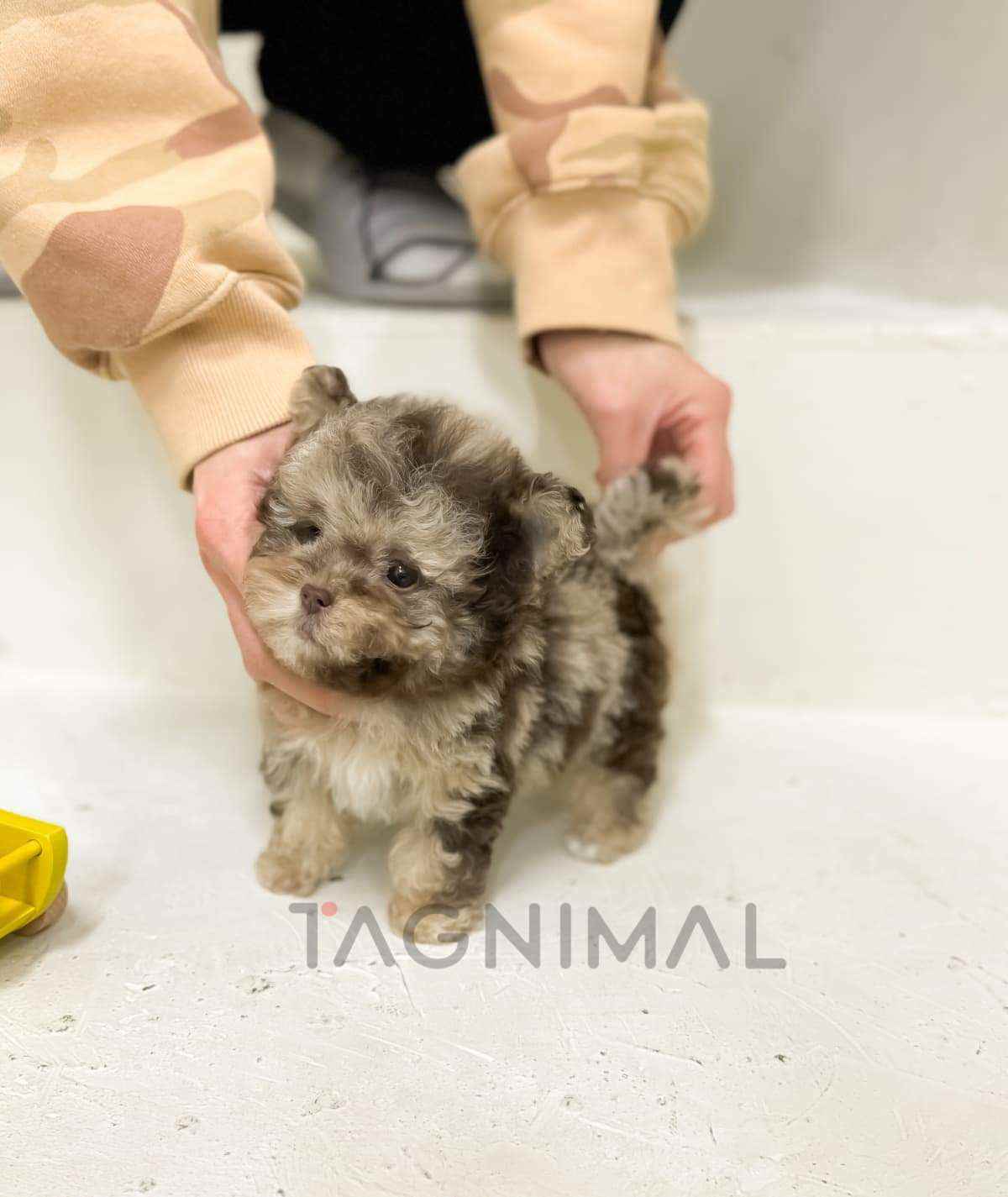 Maltipoo puppy for sale, dog for sale at Tagnimal