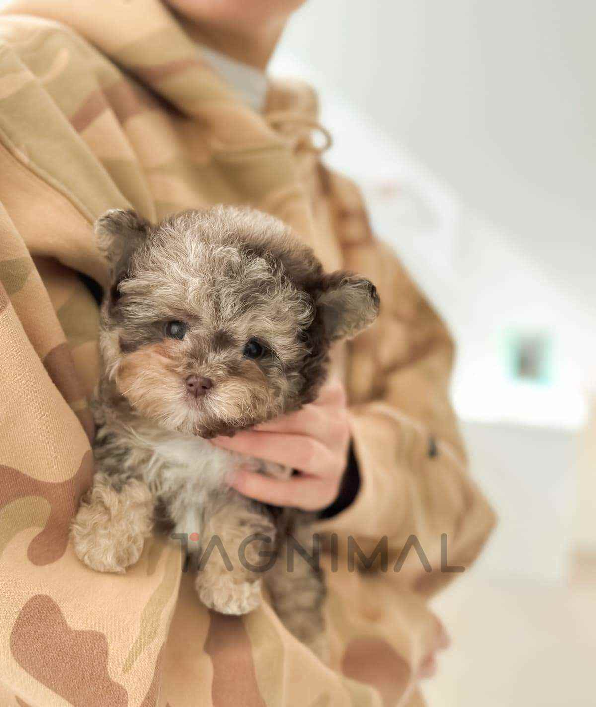 Maltipoo puppy for sale, dog for sale at Tagnimal