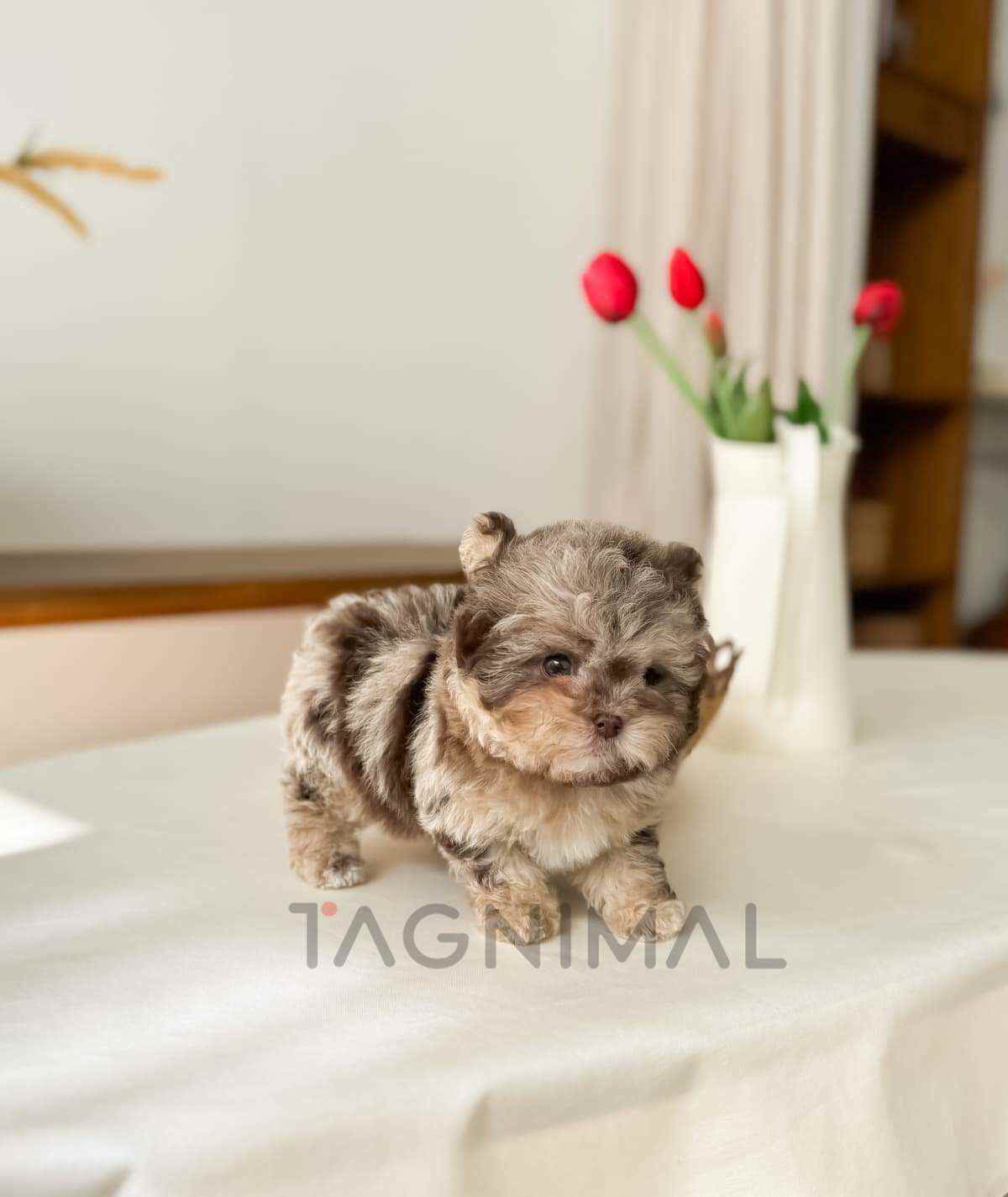 Maltipoo puppy for sale, dog for sale at Tagnimal