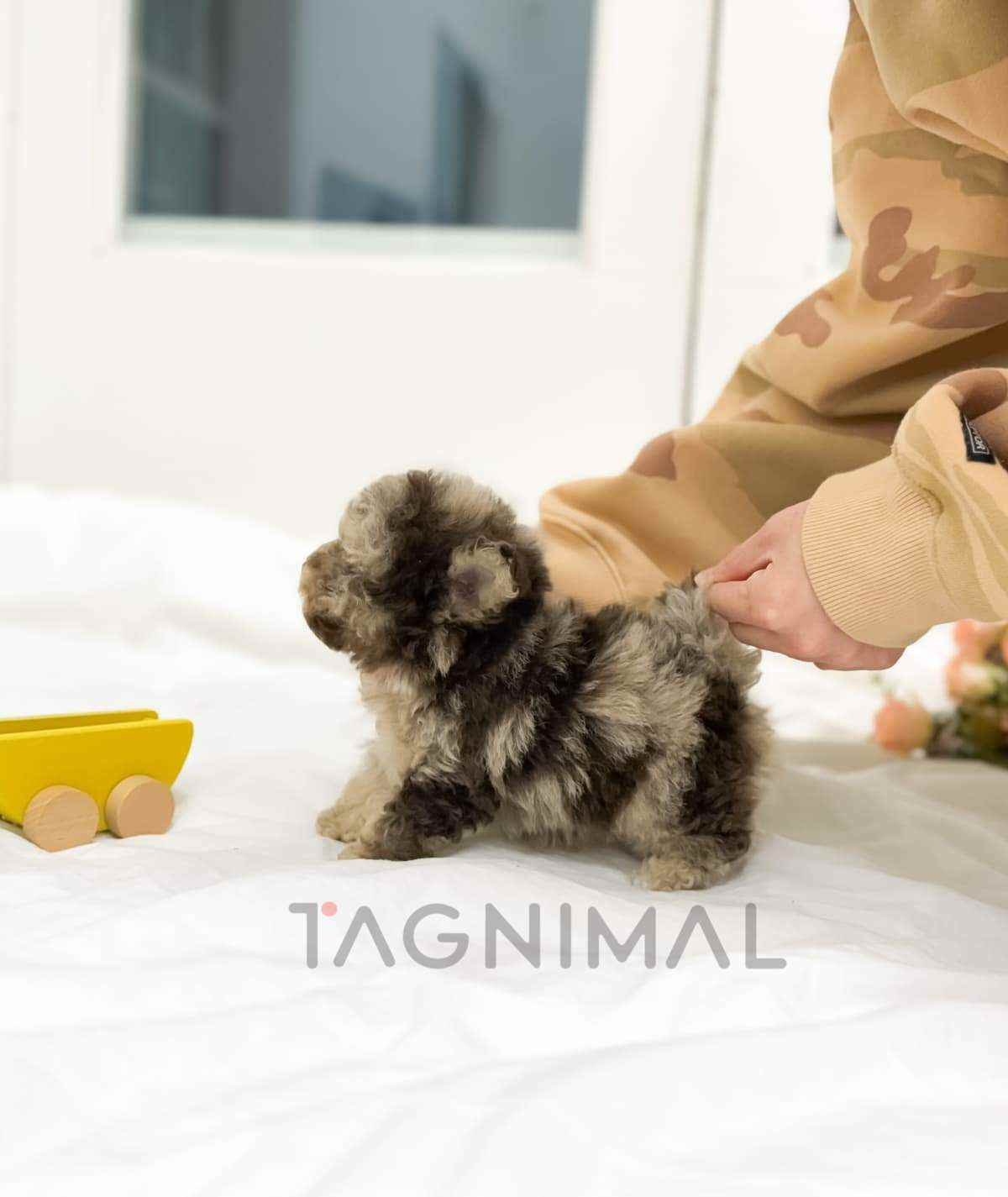 Maltipoo puppy for sale, dog for sale at Tagnimal