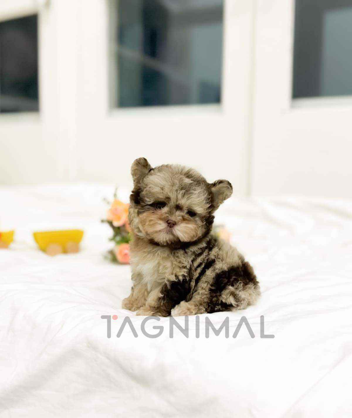 Maltipoo puppy for sale, dog for sale at Tagnimal
