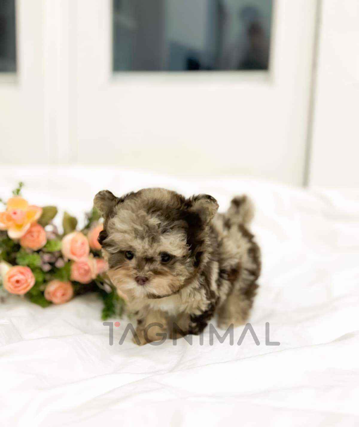 Maltipoo puppy for sale, dog for sale at Tagnimal